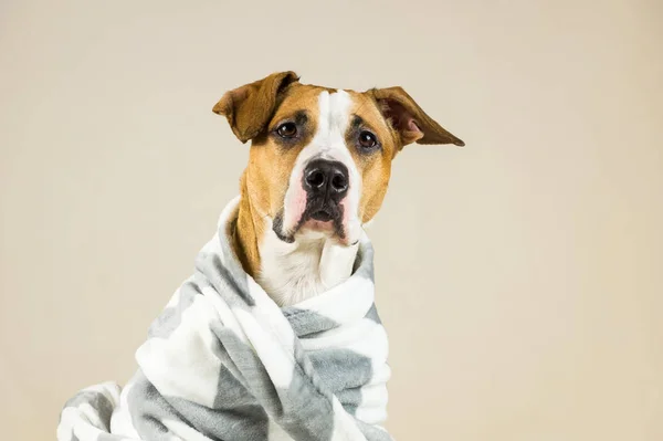 Cão confortavelmente envolto em cobertor quente — Fotografia de Stock