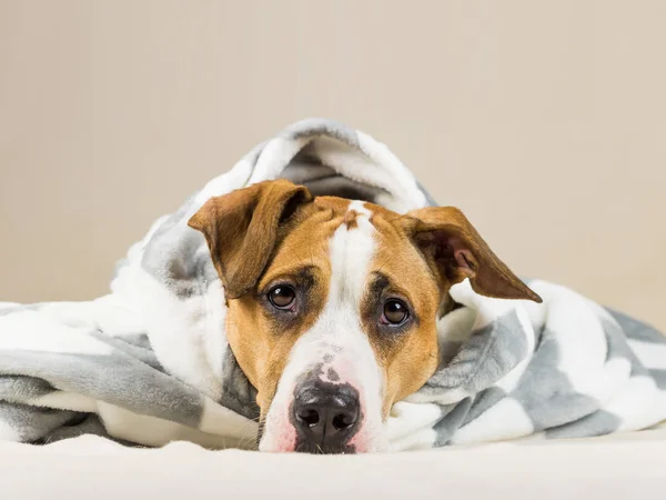 Lucu anak anjing di hangat membuang selimut terletak di kamar tidur — Stok Foto