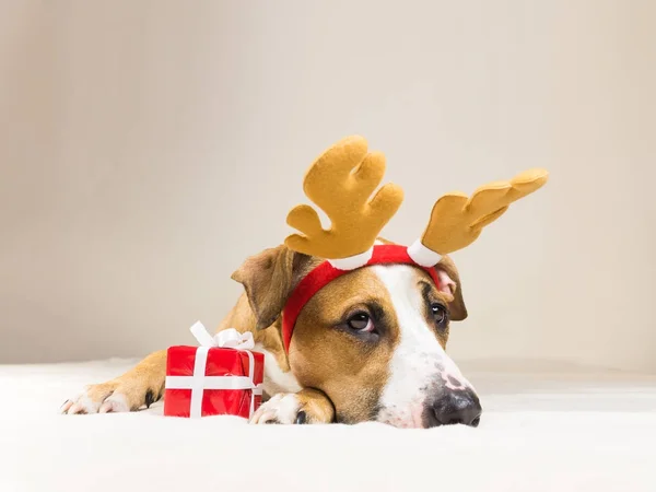 Young staffordshire terrier dog in christmas reindeer horns hat with cute little red present — Stock Photo, Image