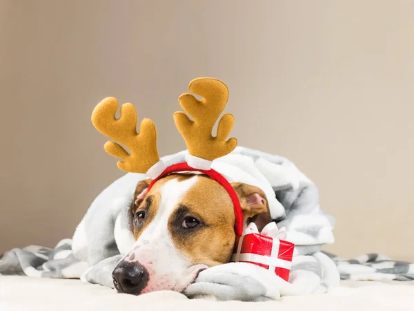 Staffordshire terrier puppy in throw blanket and with reindeer christmas toy horns in bed with new year present — Stock Photo, Image