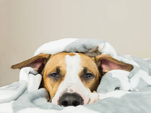 Divertido joven staffordshire terrier cachorro acostado cubierto de manta de tiro y quedarse dormido — Foto de Stock