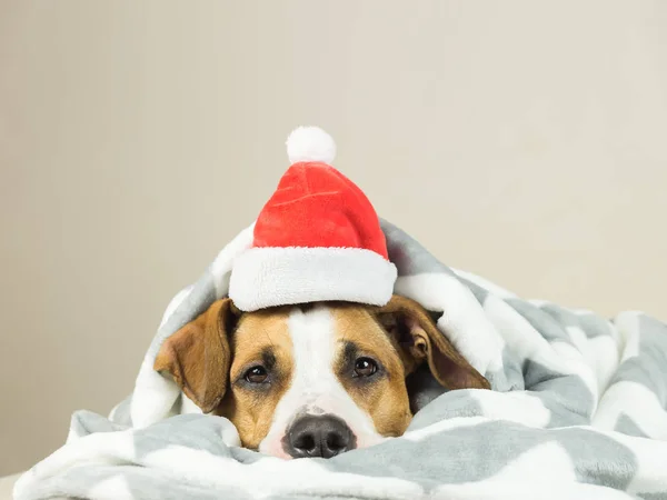 Staffordshire Terier szczeniak portret w rzucie koc Mikołaj Boże Narodzenie kapelusz leżąc w łóżku — Zdjęcie stockowe