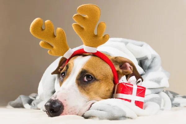 Staffordshire terrier puppy portrait  in throw blanket and with reindeer christmas toy horns in bed with new year present — Stock Photo, Image