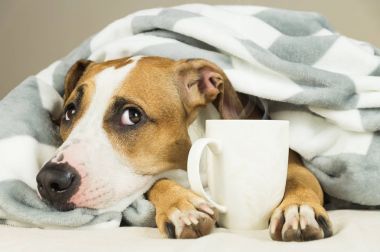 Komik genç pitbull köpek yatakta atmak battaniye dumanı tüten fincan sıcak çay ya da kahve ile kaplı