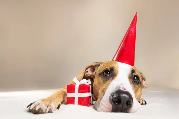 Funny pitbull puppy in birthday hat lying at couch with little surprise at her paws — Stock Photo, Image