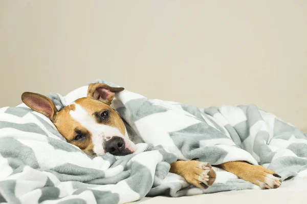 Divertido joven staffordshire terrier cachorro acostado cubierto de manta de tiro y quedarse dormido — Foto de Stock