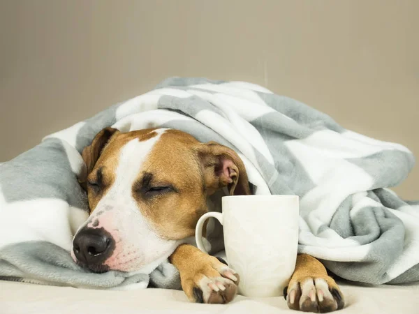 Στον ύπνο νέοι pitbull σκύλο στο κρεβάτι που καλύπτεται σε ρίχνουν το κάλυμμα με το βράζοντας στον ατμό φλυτζάνι ζεστό τσάι ή καφέ — Φωτογραφία Αρχείου