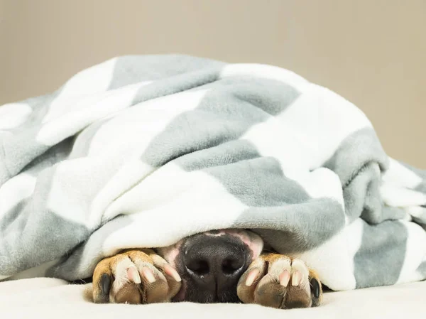 Nose and paws of lazy or sic pet dog sticking out of clean white throw blanket — Stock Photo, Image