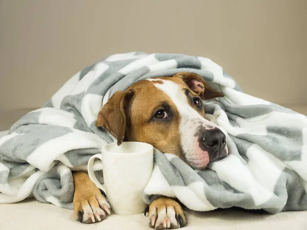 สุนัขสแตฟฟอร์ดเชียร์เทอร์เรียที่น่ารัก ตาที่แสดงออกกอดในผ้าห่มโยนและถือถ้วยชาหรือกาแฟ — ภาพถ่ายสต็อก