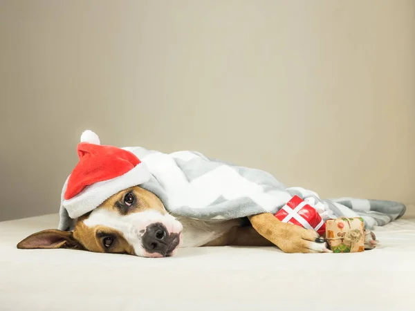 Funny staffordshire terrier puppy in christmas santa claus masquerade hat lays wrapped throw blanket in bed with new year present — Stock Photo, Image