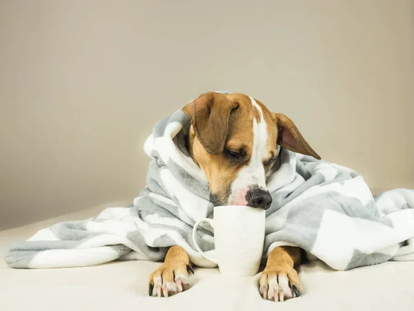 Lindo perro divertido posando en la cama con cuadros y taza — Foto de Stock