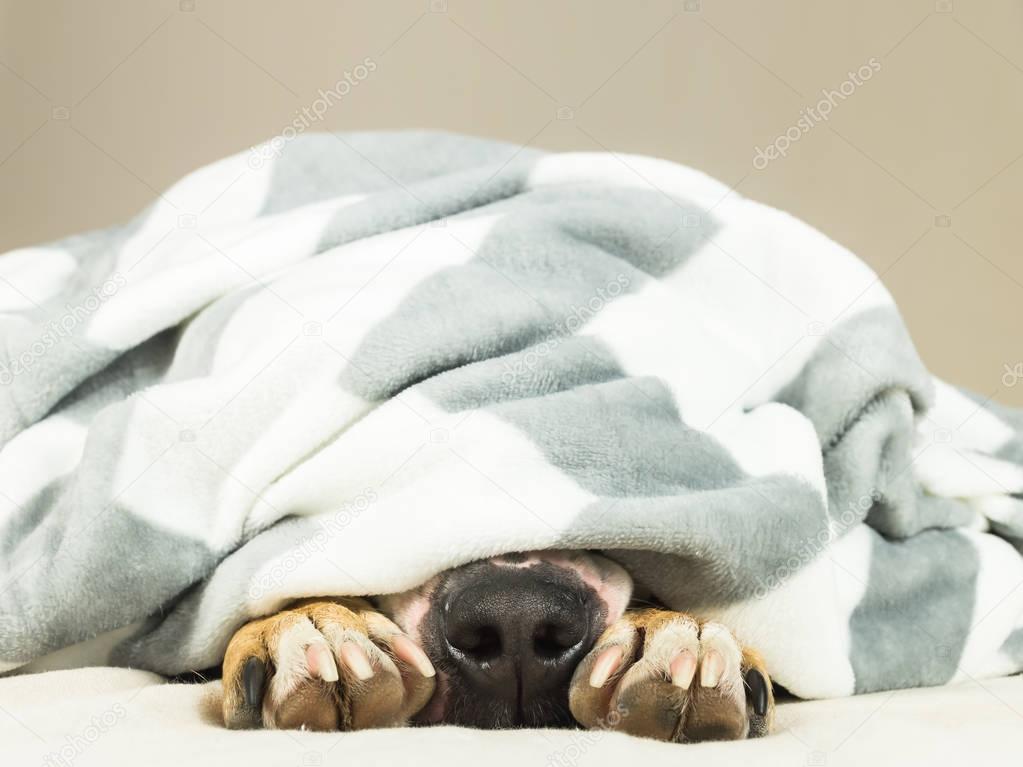 Nose and paws of lazy or sic pet dog sticking out of clean white throw blanket