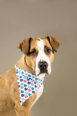 Kalpler bandana çok güzel staffordshire terrier