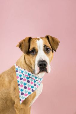 Kalpler bandana çok güzel staffordshire terrier