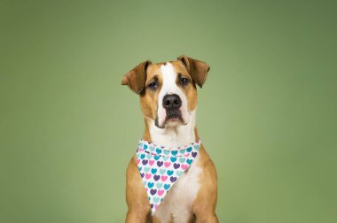 Bandana yürekleri şirin staffordshire terrier köpek