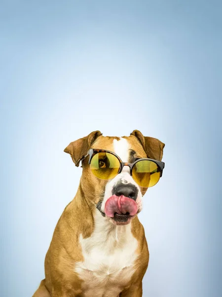 Divertido staffordshire terrier perro en gafas de sol lame su nariz —  Fotos de Stock