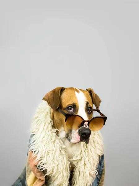 Divertido perro staffordshire terrier en gafas de sol y abrigo hippy —  Fotos de Stock