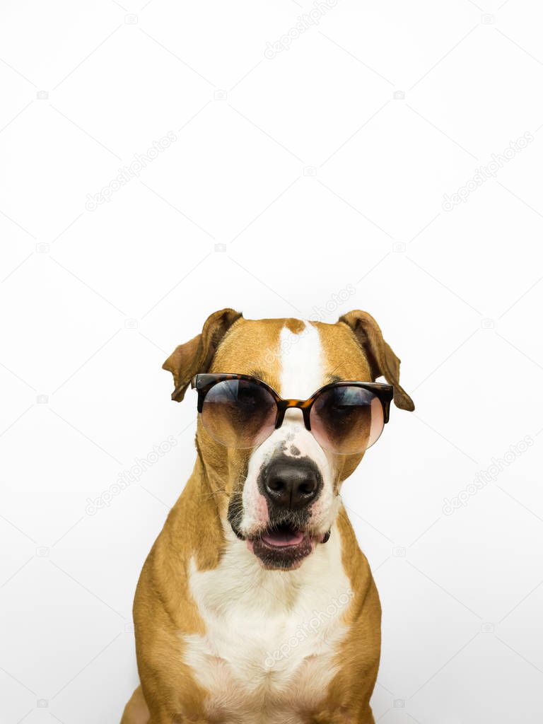 Funny staffordshire terrier dog in sunglasses