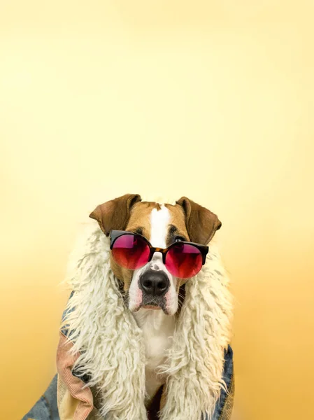Αστεία τεριέ staffordshire πορτραίτο σκύλου σε γυαλιά ηλίου και χίπης παλτό — Φωτογραφία Αρχείου