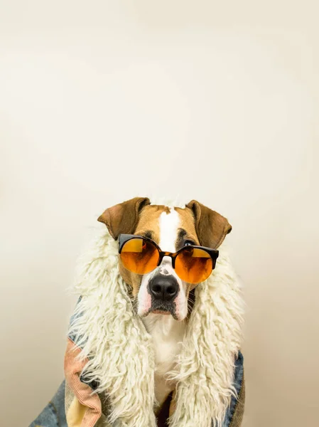 Lucu staffordshire terrier potret anjing dalam kacamata hitam dan mantel hippy — Stok Foto
