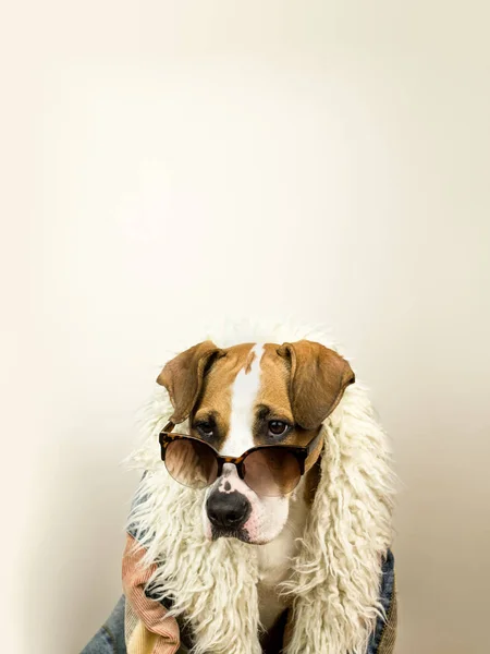 Divertido retrato de perro staffordshire terrier en gafas de sol y abrigo hippy —  Fotos de Stock