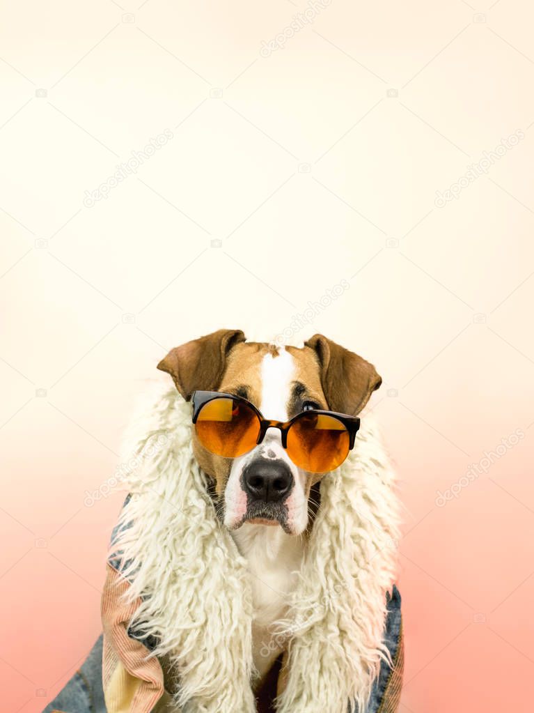 Funny staffordshire terrier dog portrait in sunglasses and hippy coat