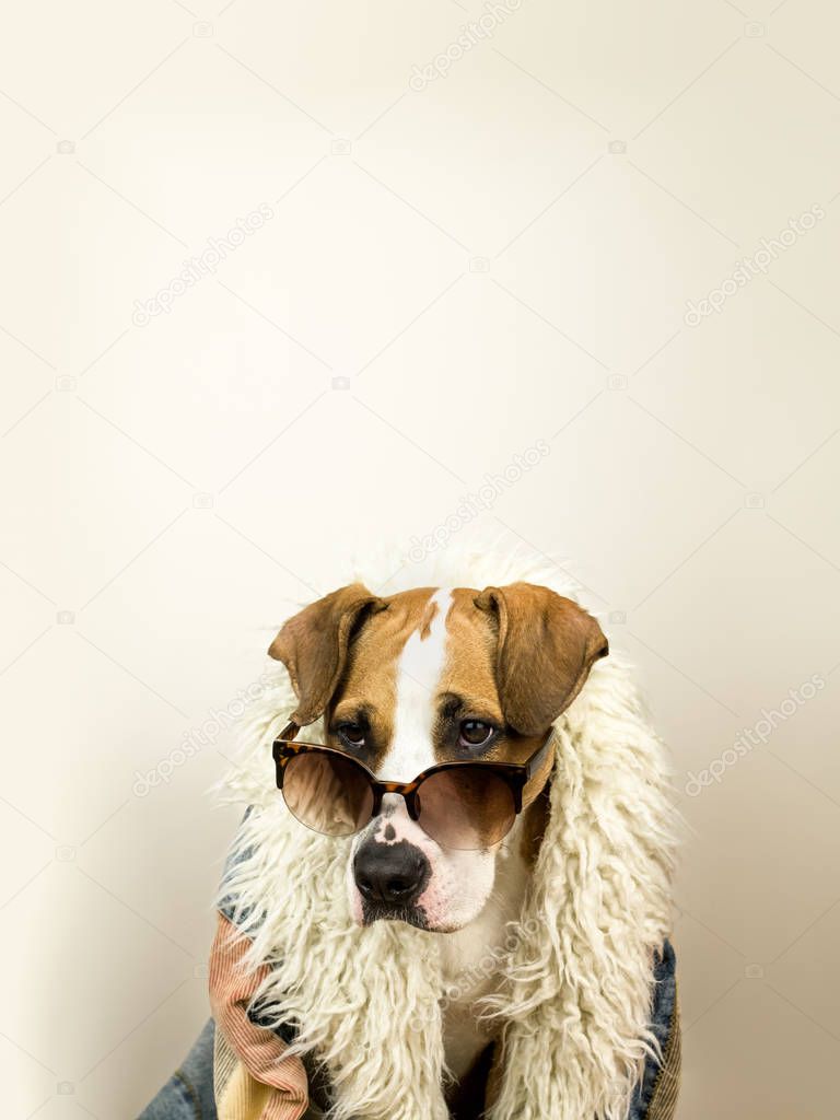 Funny staffordshire terrier dog portrait in sunglasses and hippy coat