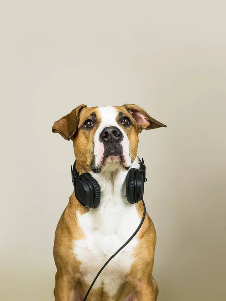 Pies z słuchawki jako audiofil — Zdjęcie stockowe