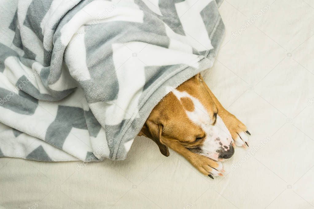 Lazy or sick pet dog relaxing and sleeping in clean white throw blanket