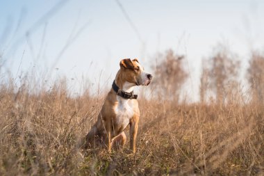 Güzel staffordshire terrier köpek çim gün batımında