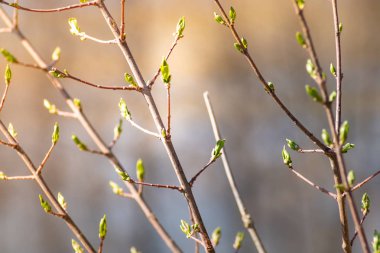 Ağaç dalları bahar yaprak tomurcukları ile