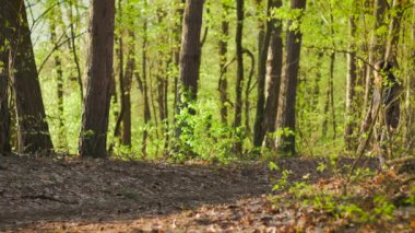 Genç kadın ve köpek altın saatte ormanda yürümek. Kız ve staffordshire korkunç yavaş kırsal orman alanı ülkede yol boyunca sıcak ve güneşli bir bahar gününde geliyor evde beslenen hayvan