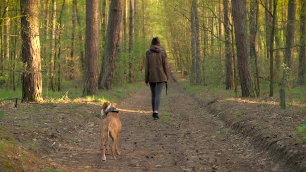 Девушка Собака Гуляют Красивом Весеннем Лесу Молодая Женщина Стаффордширская Собака — стоковое видео