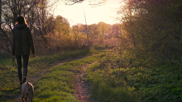 日落时 农村地区的年轻女性和小狗步行 美丽的女孩和斯塔福德郡猎犬小狗沿着乡间小路走在阳光明媚的春天的黄金时段 — 图库视频影像