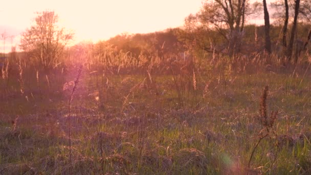 Cane Salta Gioca Erba Tramonto Divertente Cucciolo Felice Piedi Bel — Video Stock