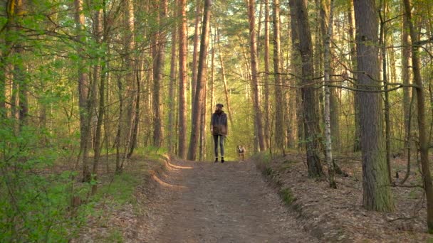 Fille et chien profitant d'une promenade dans la belle forêt de printemps. Jeune femme et chien terrier du Staffordshire en bandana marchant lentement le long de la route de campagne dans la zone forestière rurale le jour chaud et ensoleillé du printemps 
