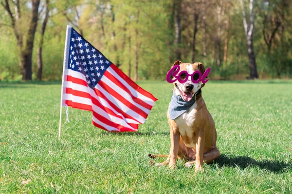 Dia Independência Dos Eua Conceito Cão Cão Terrier Staffordshire Alegre — Fotografia de Stock