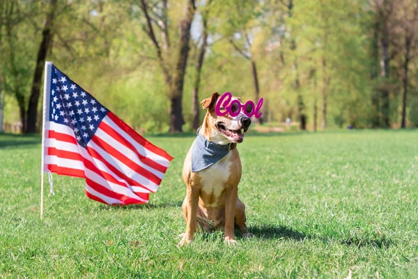 Dia da independência dos EUA e conceito de cão — Fotografia de Stock