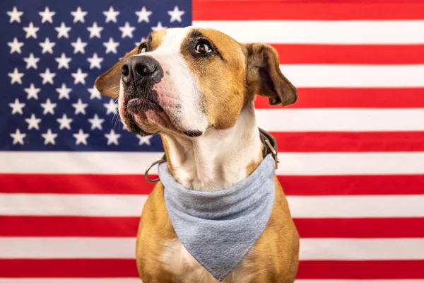 Концепция Дня независимости США, с американским стаффордширским терьером собака и звезды и полосы флаг в студии — стоковое фото