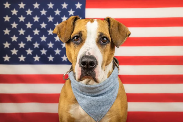 USA independence day concept, with american staffordshire terrier dog and stars and stripes flag in studio