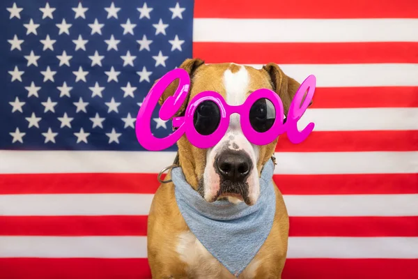 Amerykańskiej koncepcji Dzień Niepodległości, z staffordshire terrier pies i gwiazdy i paski banderą w studio — Zdjęcie stockowe