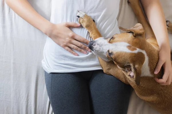 Therapiehund mit einem Menschen auf dem Bett. — Stockfoto