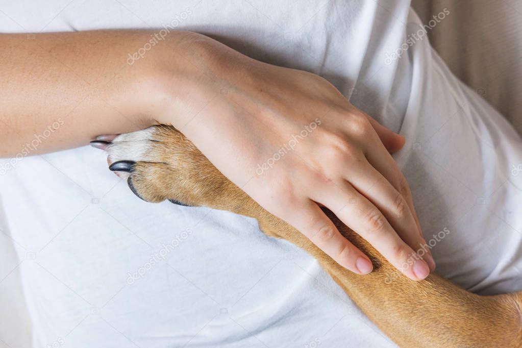 Human hand holds dog's paw