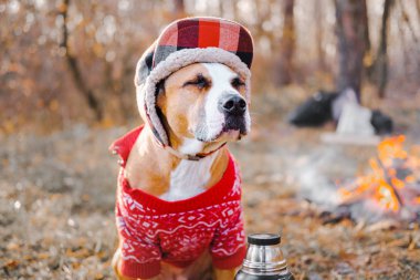 Portrait of a dog in warm sweater and lumberjack hat outdoors clipart