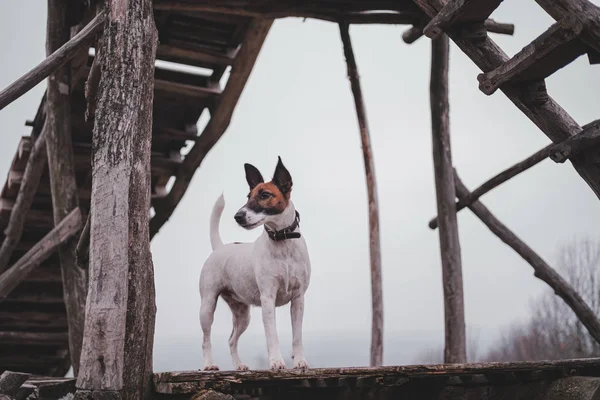 Portrait of a healthy active young dog outdoors — Stok Foto