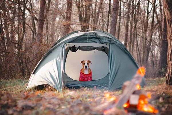 Örgü kazaklı komik köpek kamp ateşinin yanındaki çadırda oturuyor..