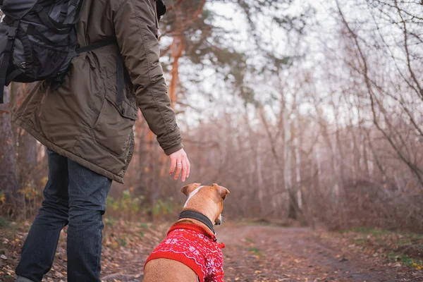 Активный отдых на свежем воздухе: мужчина с собакой, гуляющей по лесу . — стоковое фото