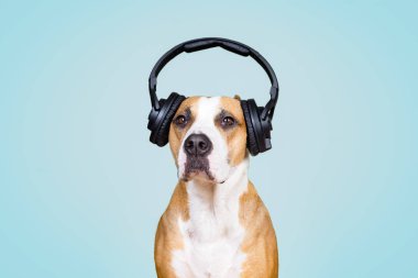 Dog in noise cancelling headphones, blue isolated background.  clipart
