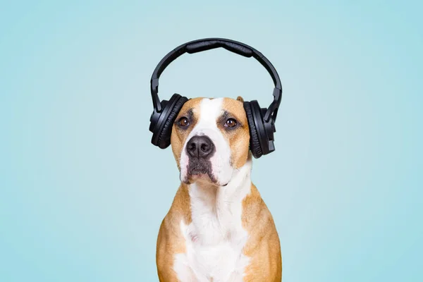 Gürültülü köpek kulaklık iptal, mavi izole arkaplan. 