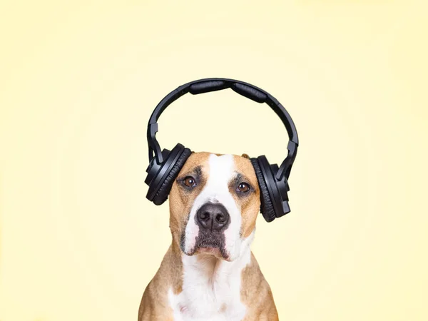 Hond in ruisonderdrukkende hoofdtelefoon, gele geïsoleerde achtergrond. — Stockfoto